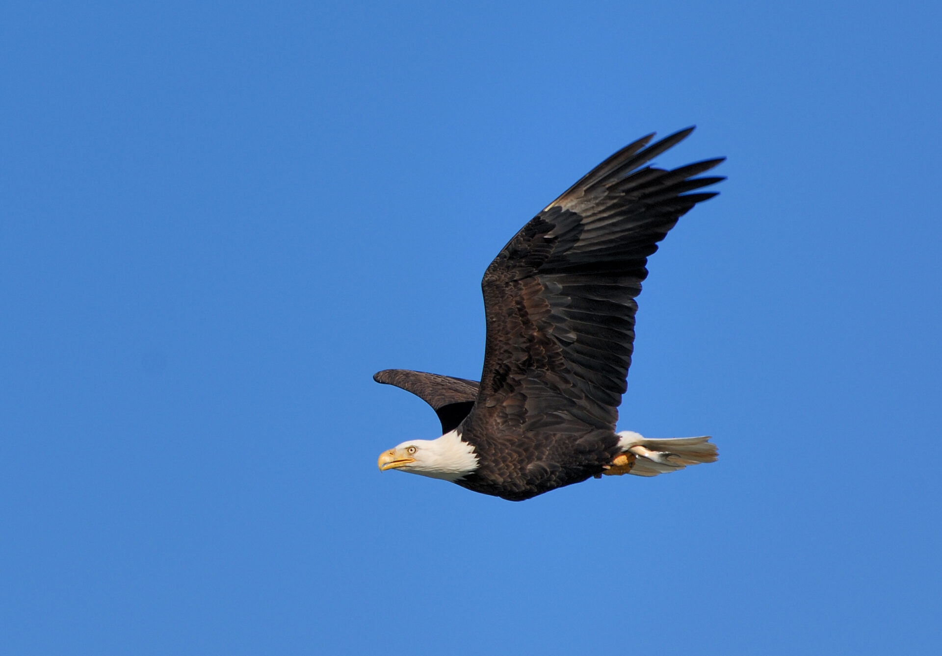 A majestic Bald Eagle, with its white head and tail, flying across a clear, blue sky - A majestic Bald Eagle flying across a clear, blue sky at Glades Wildlife Refuge, NJ. 
