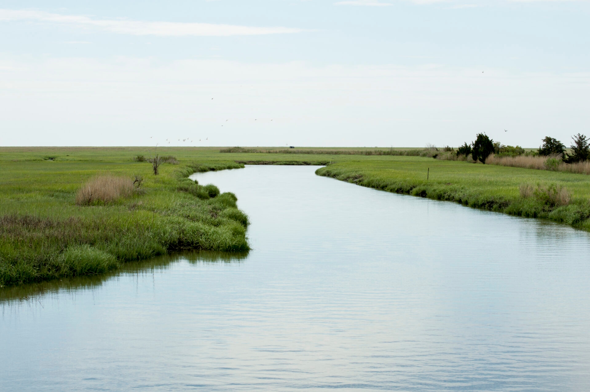 a narrow body of water leading through a marshy area with flying birds silouhetted against the sky - A spring view of the wetlands with birds flying in the distance at Glades Wildlife Refuge, NJ. 
