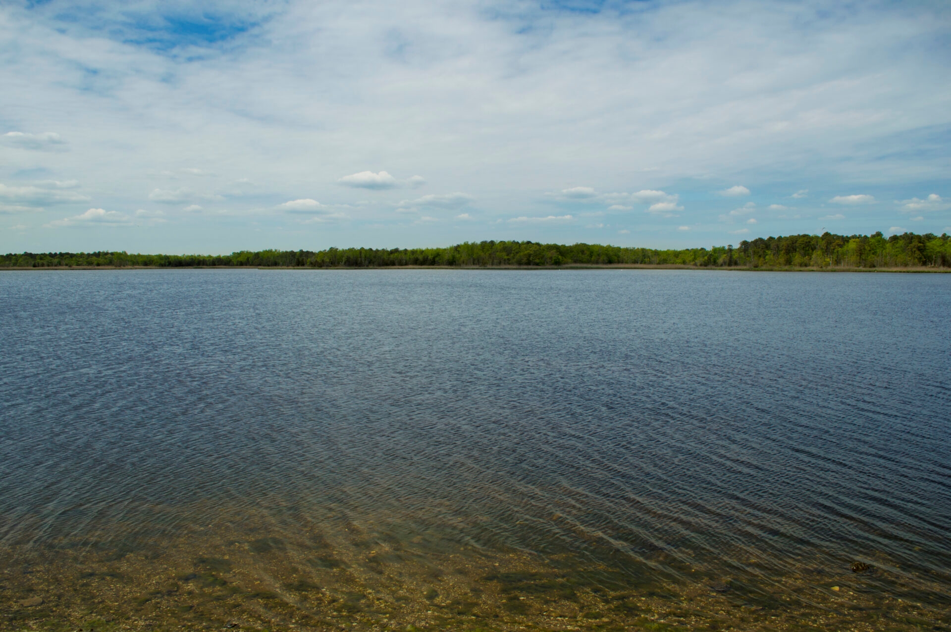 a vast expanse of water with trees along the horizon and clouds in a blue sky - A water view from Glades Wildlife Refuge, NJ.
