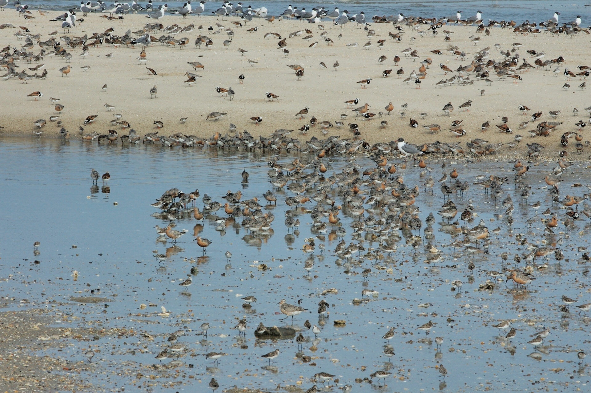 lots of short shore birds scattered on a beach and wading in shallow water - A group of shore birds on Raybins Beach at Glades Wildlife Refuge, NJ.
