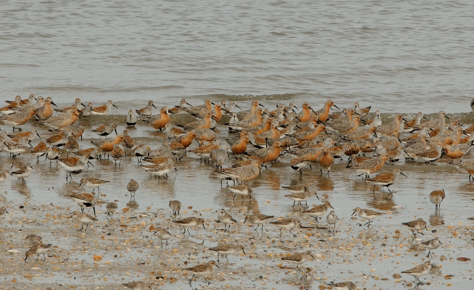 a group of short shore birds wading in shallow water on a beach - A group of shore birds on Raybins Beach at Glades Wildlife Refuge, NJ.
