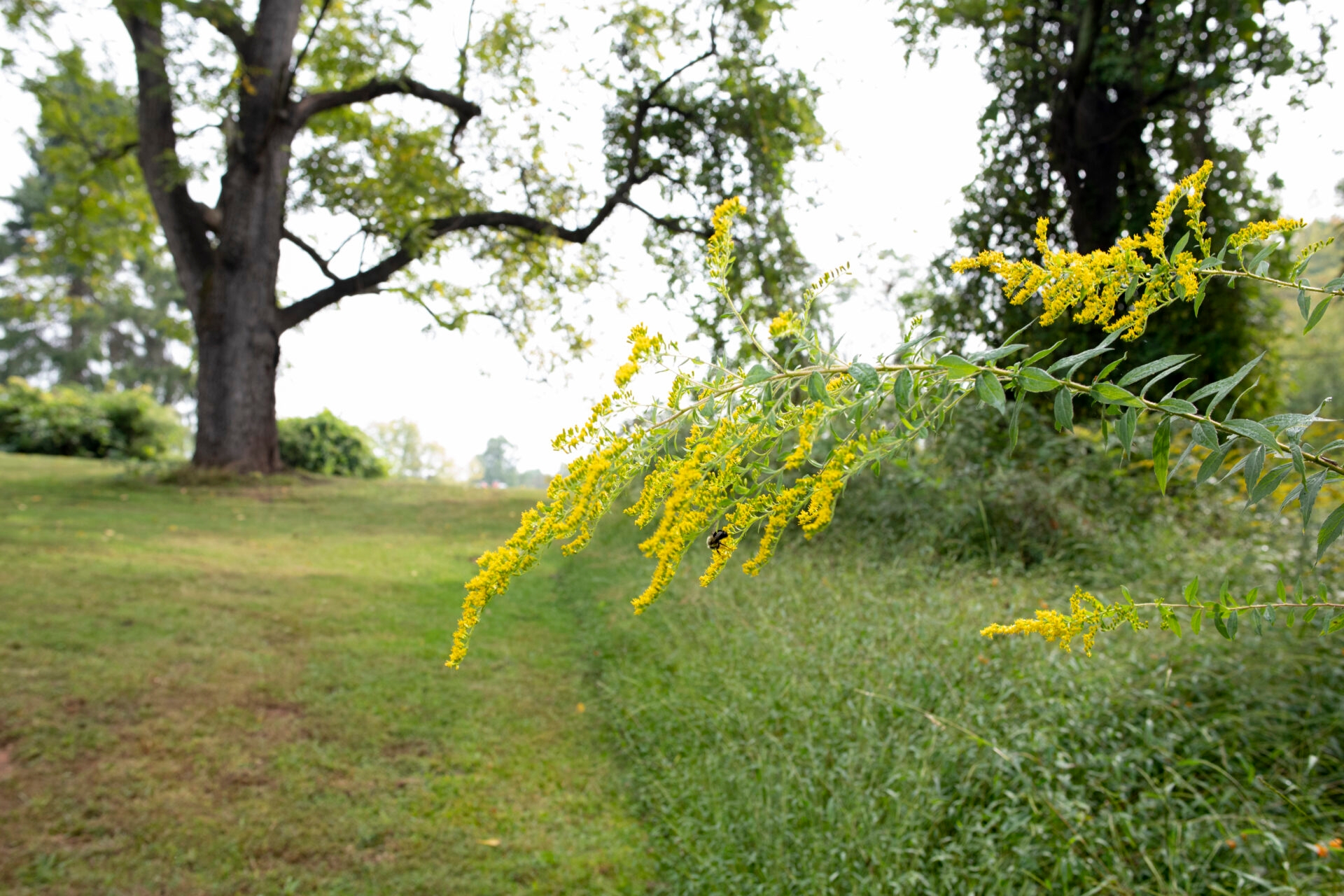 dangling yellow flowers with a bee in the foreground with grass and trees blurry in the background