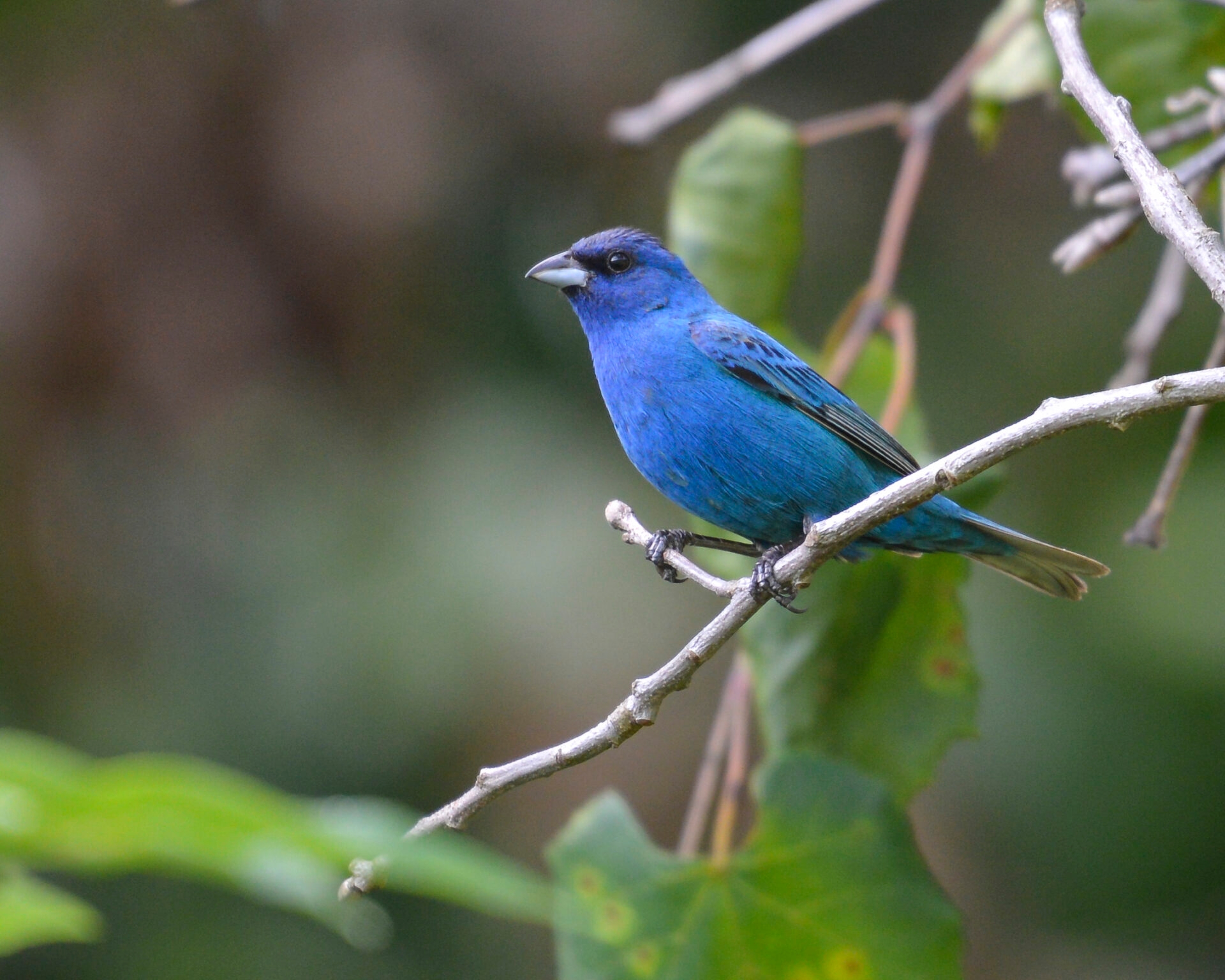 A beautiful, blue Indigo Bunting bird on a branch - A beautiful, blue Indigo Bunting bird at Green Hills Preserve in summer. 
