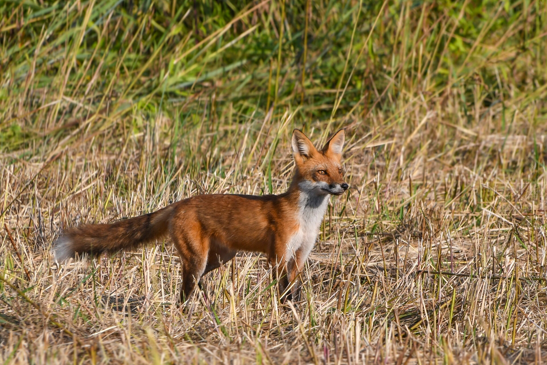 a red fox looking very alert and intent in a mown field - An alert red fox in a mown field at Green Hills Preserve in summer.
