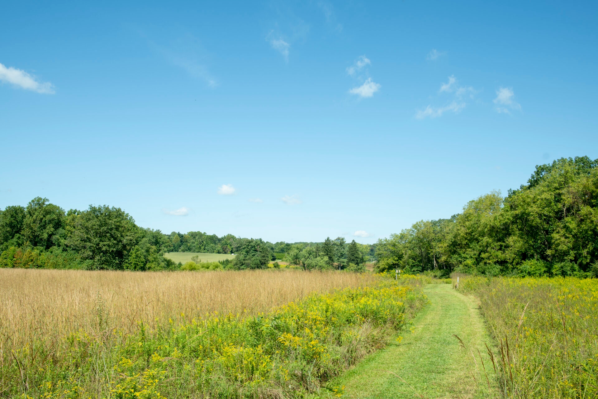 A mown, grassy path leading through a meadow of goldenrod and grasses with a blue sky above