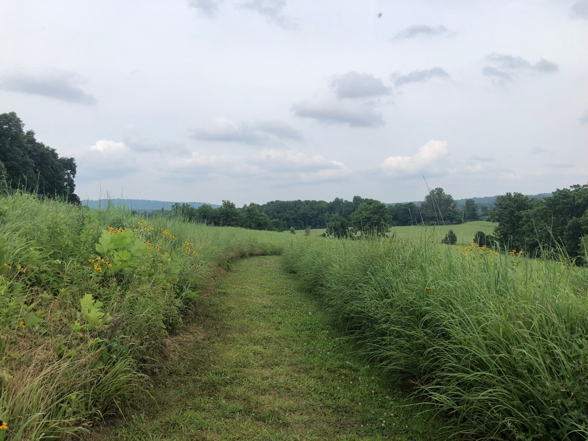 A mown, grassy path leading through a meadow on rolling hills - A mown, grassy path leading through the meadow on the rolling hills of Green Hills Preserve in summer.
