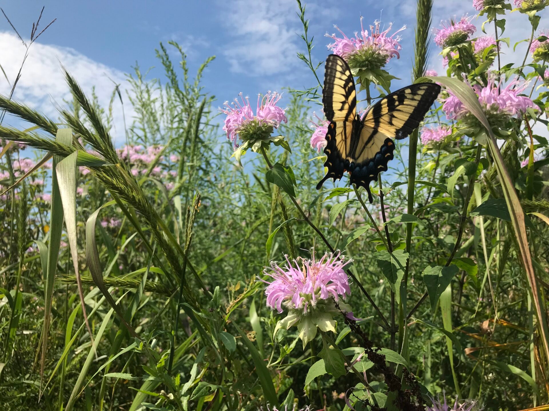 An eastern tiger swallowtail butterfly among the grasses and pink bergamot blooms in a meadow - An eastern tiger swallowtail butterfly among the grasses and bergamot blooms in a meadow at Green Hills Preserve in summer.
