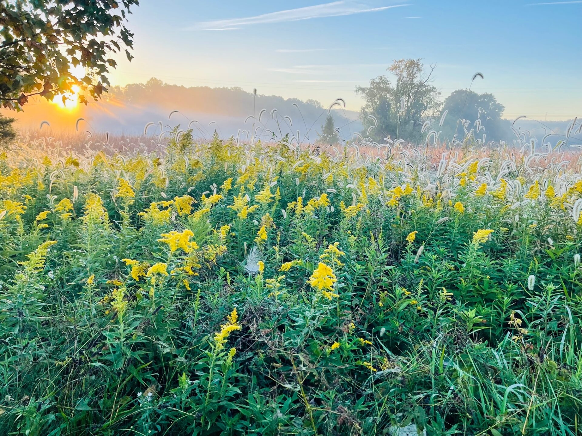 a meadow of yellow flowers and green and brown grasses at sunrise - Goldenrod and grasses at sunrise at Green Hills Preserve in fall.
