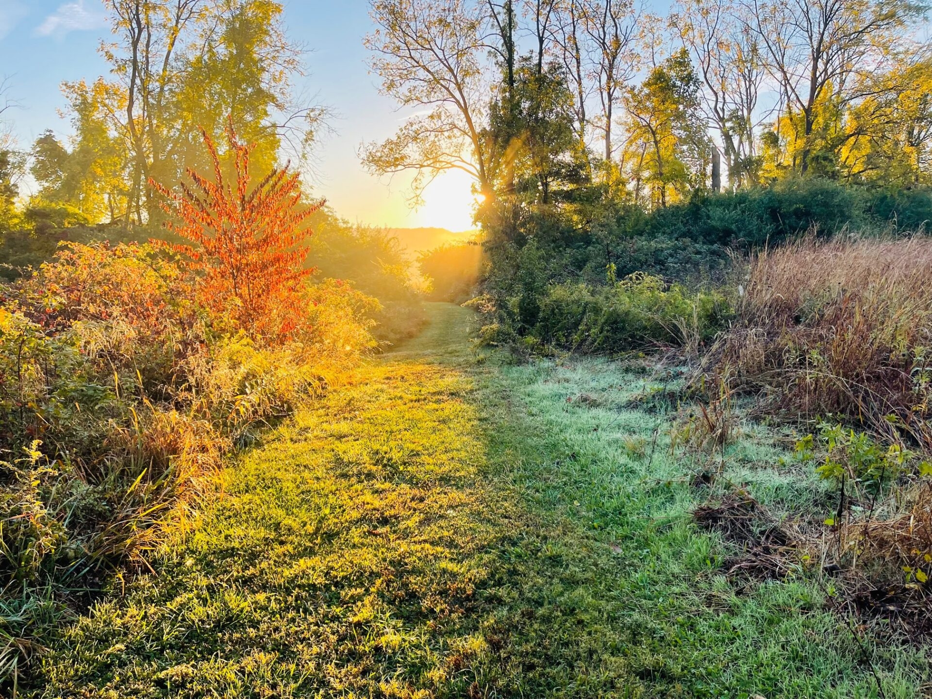 a mown, grassy trail surrounded by trees and plants with the sun rising - Sunrise burning off the dew on a mown trail at Green Hills Preserve in fall.
