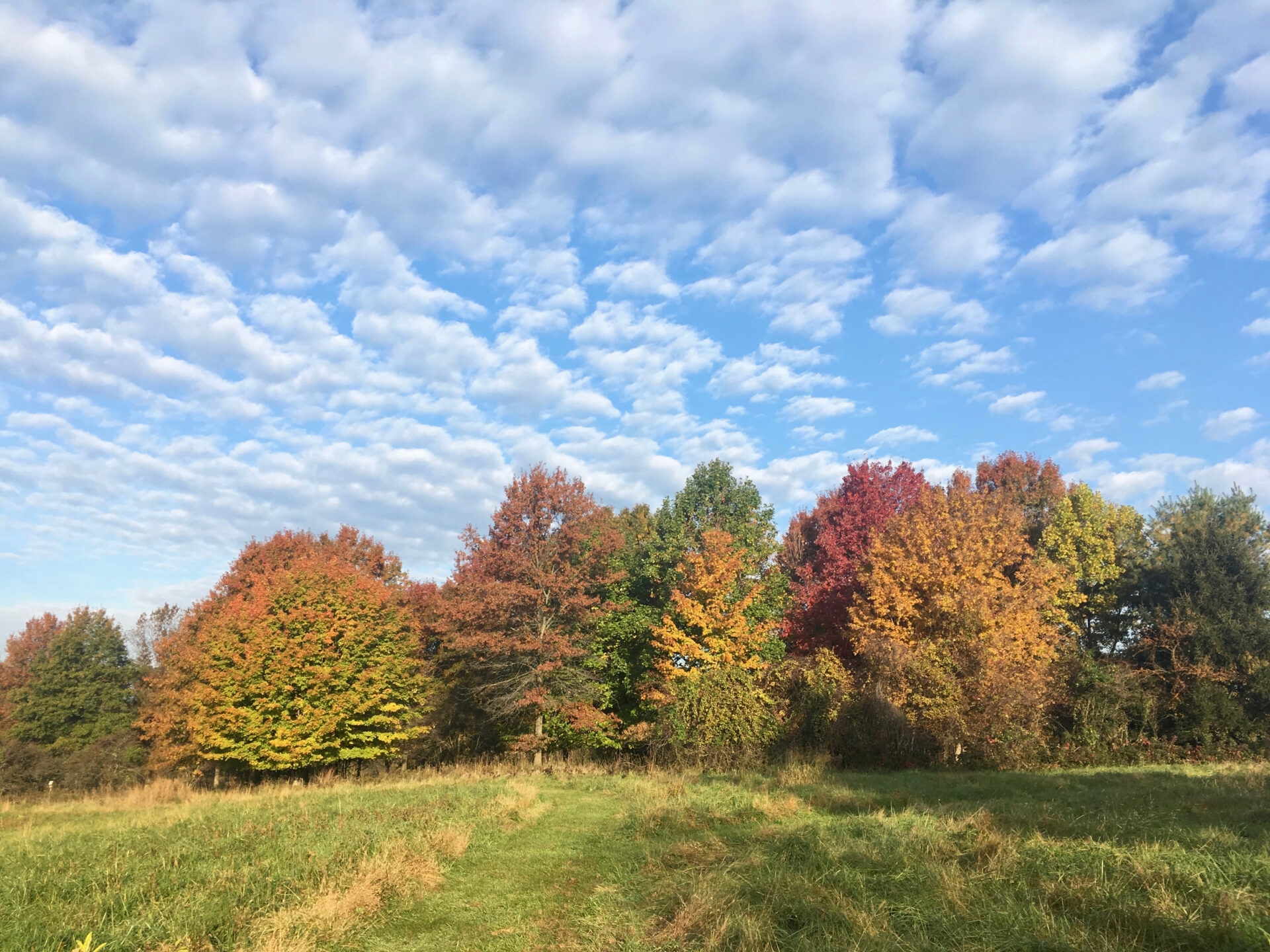 A mown path through a meadow and trees transitioning from green to orange, red, and yellow with a blue sky and fluffy clouds - Trees transitioning from green to orange, red, and yellow with a blue sky and fluffy clouds at Gwynedd Preserve in fall.
