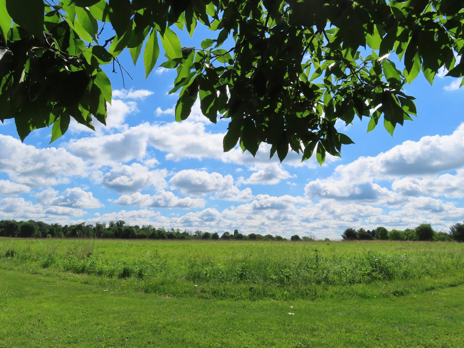 A lush, green meadow and a bright, blue sky with white fluffy clouds - A lush, green meadow and a bright, blue sky with white fluffy clouds at Gwynedd Preserve in spring.
