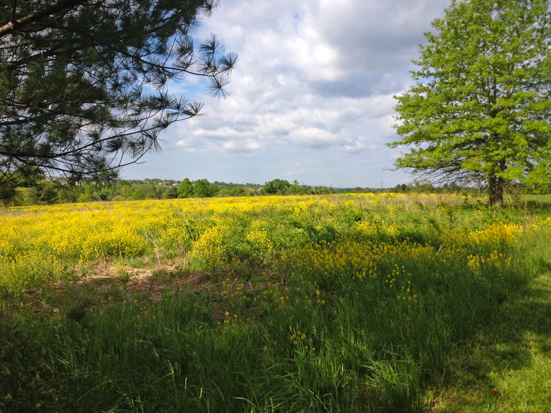 a large meadow of yellow flowers under a cloudy sky - Yellow flowers fill a meadow at Gwynedd Preserve in summer.
