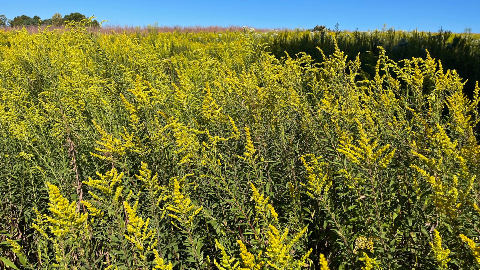 a meadow full of yellow flowers in bloom and a clear, blue sky - The yellow flowers of goldenrod in full bloom in the meadow with a clear, blue sky at Gwynedd Preserve in late summer.
