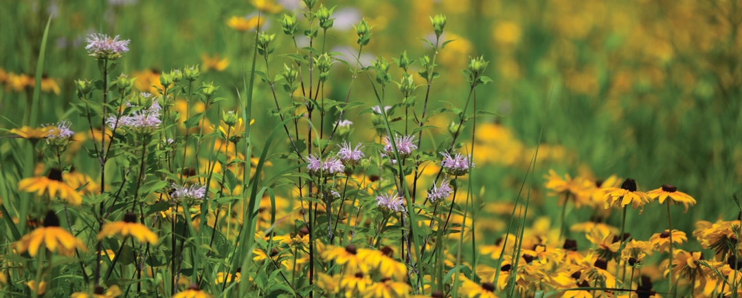 yellow flowers with brown centers and spiky lavender colored flowers in bloom in a meadow