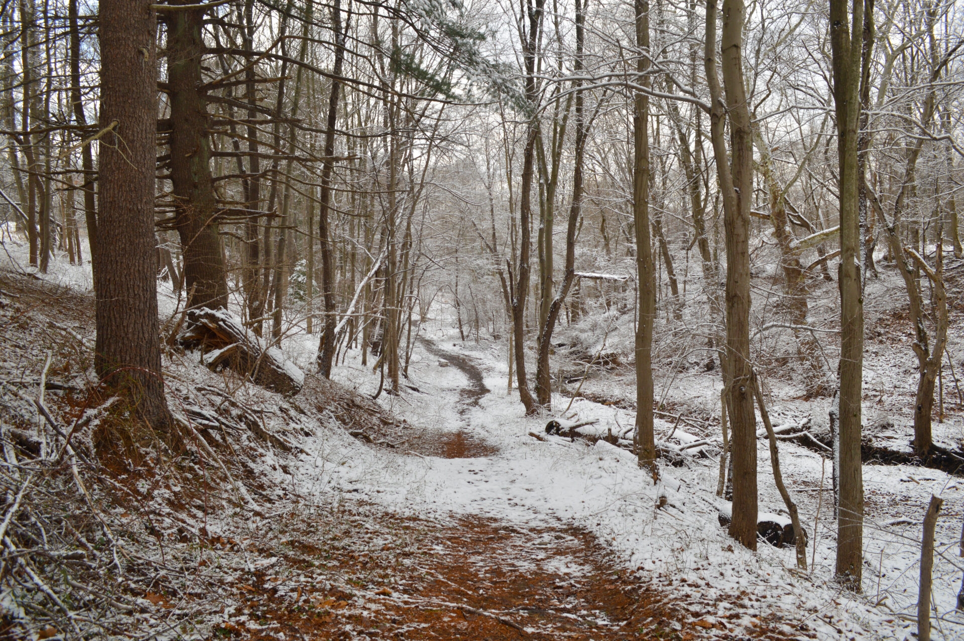 A dusting of snow along a trail that cuts through the woods - A dusting of snow along a trail that cuts through the woods at Hildacy Preserve in winter.
