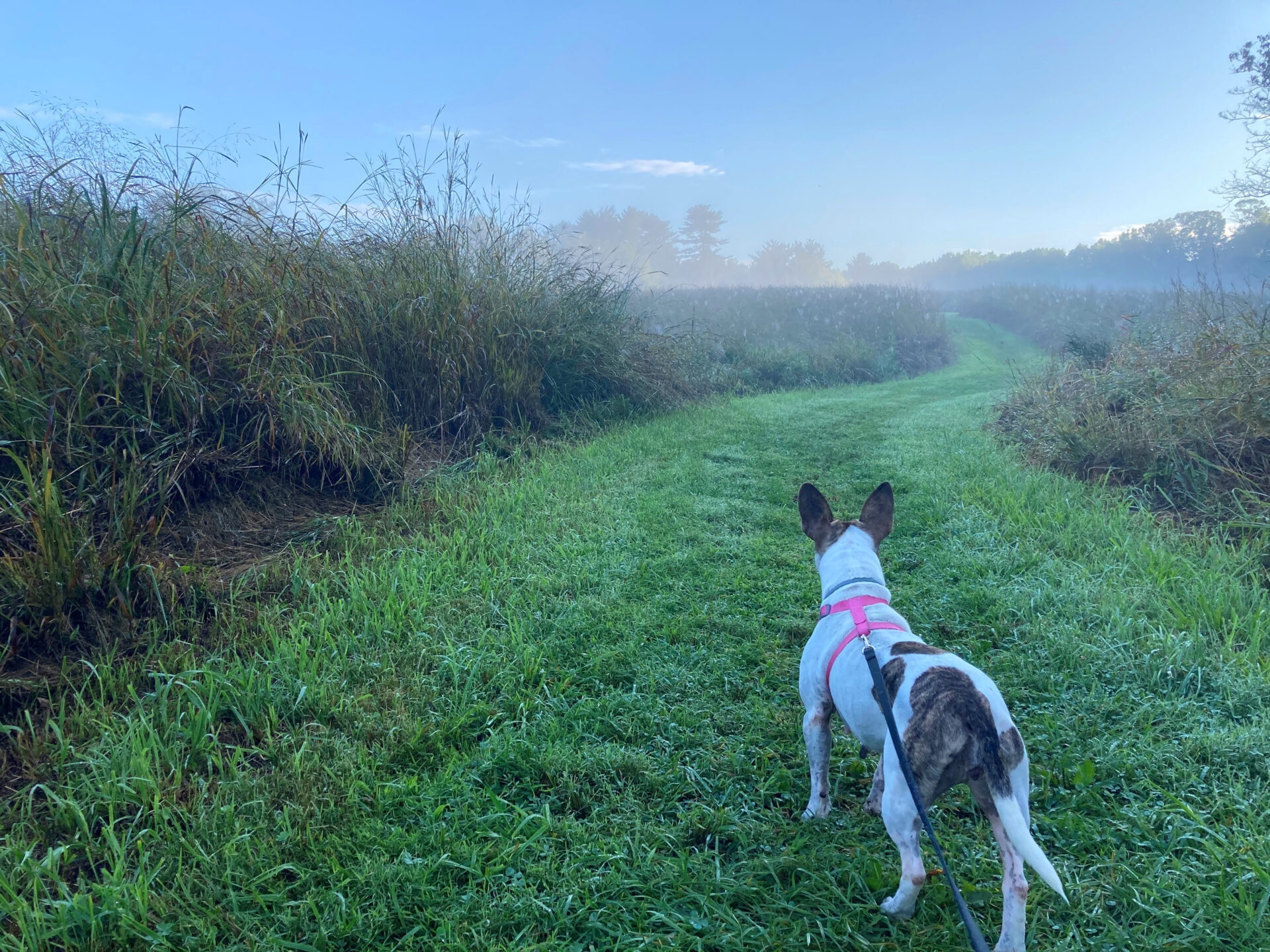 a dog on a leash walking on a grassy, mown path on a foggy morning - A dog on a leash walking on a grassy, mown path on a foggy morning at Hildacy Preserve in summer.
