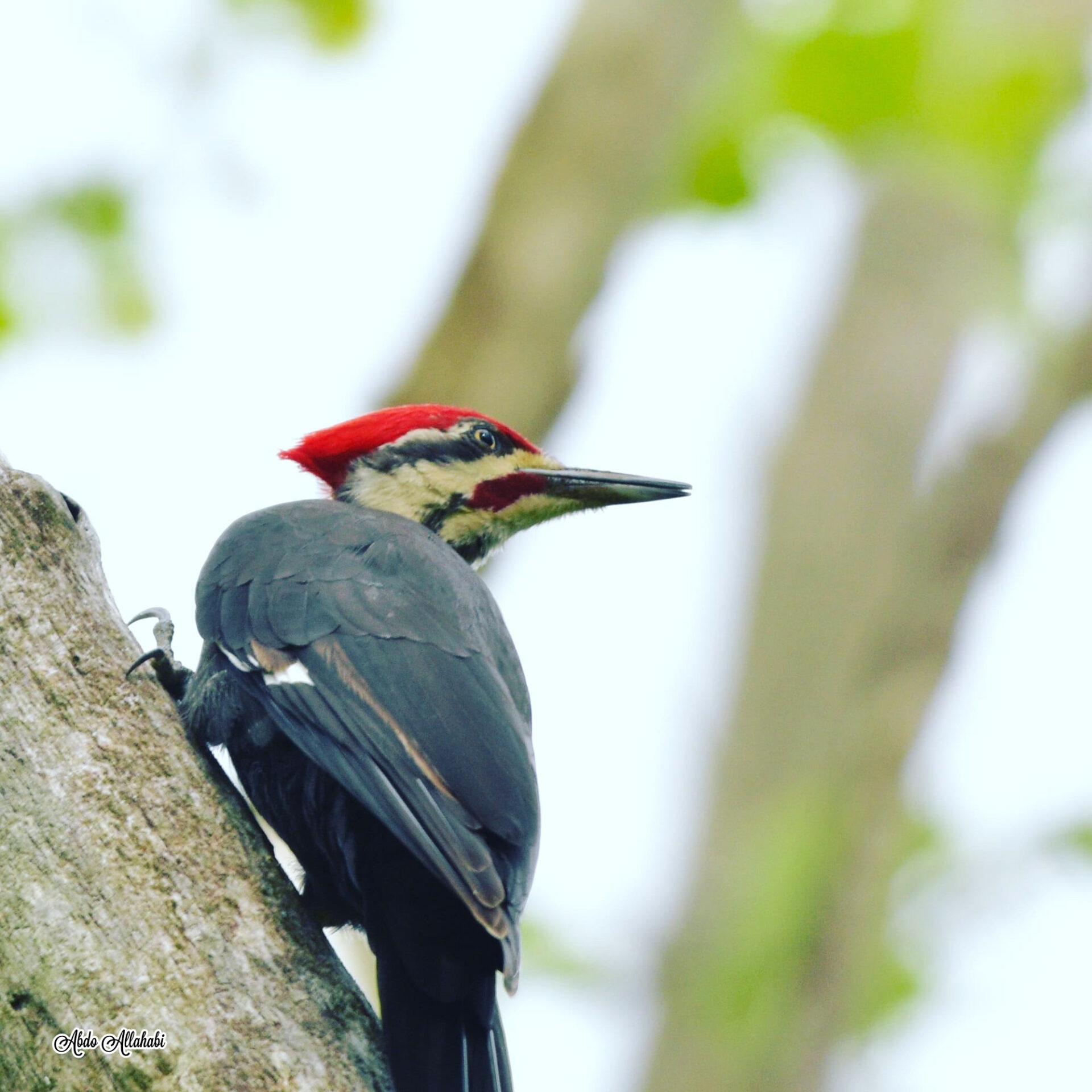 A bird with black wings, a black and white face, and a red head with a long beak perched on a tree - A Pileated Woodpecker perched on a tree at Hildacy Preserve in summer. 
