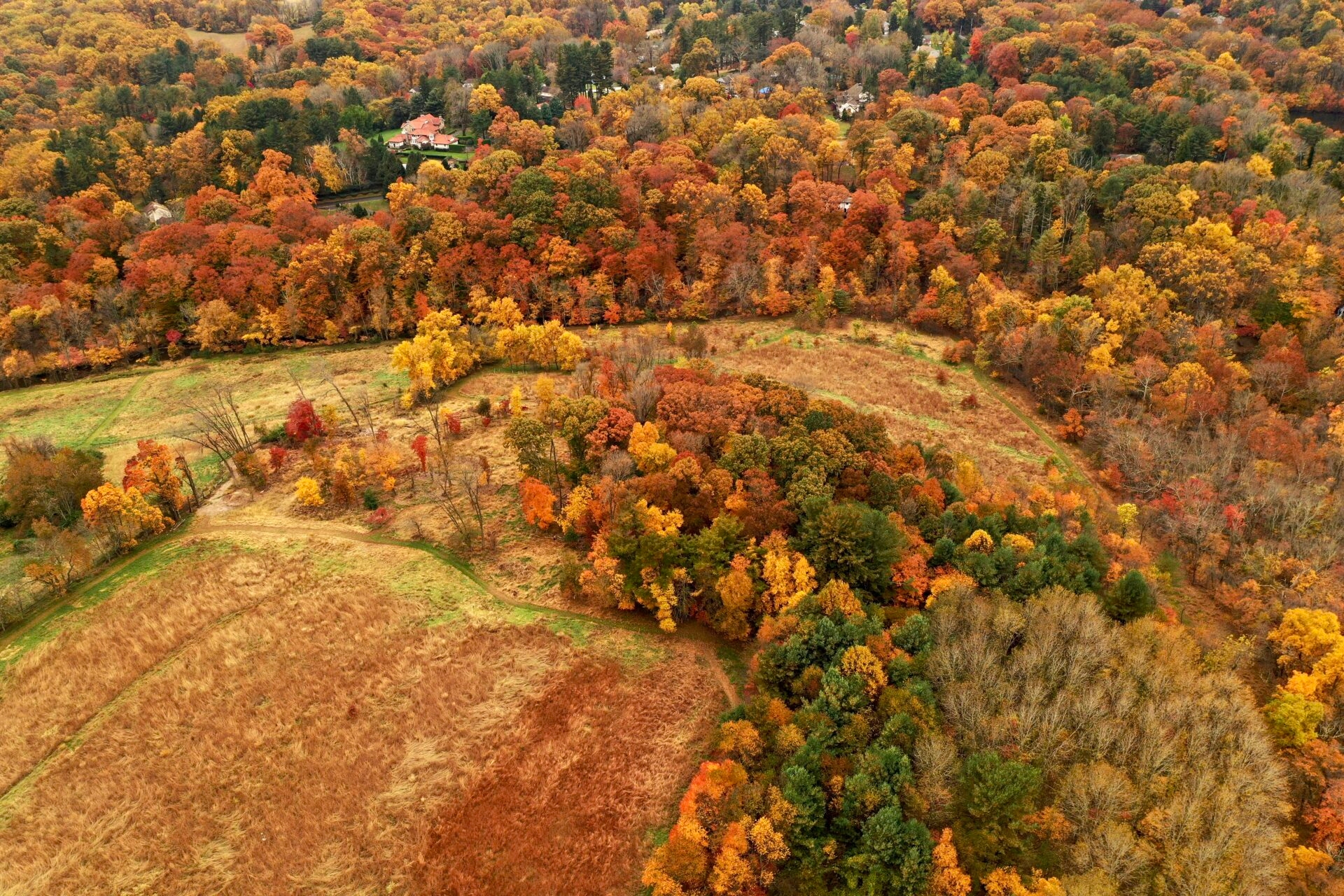 an aerial view of a meadow and trees full of fall color with orange, red, and yellow leaves - A drone view of the meadow and trees at Hildacy Preserve ablaze in fall color.
