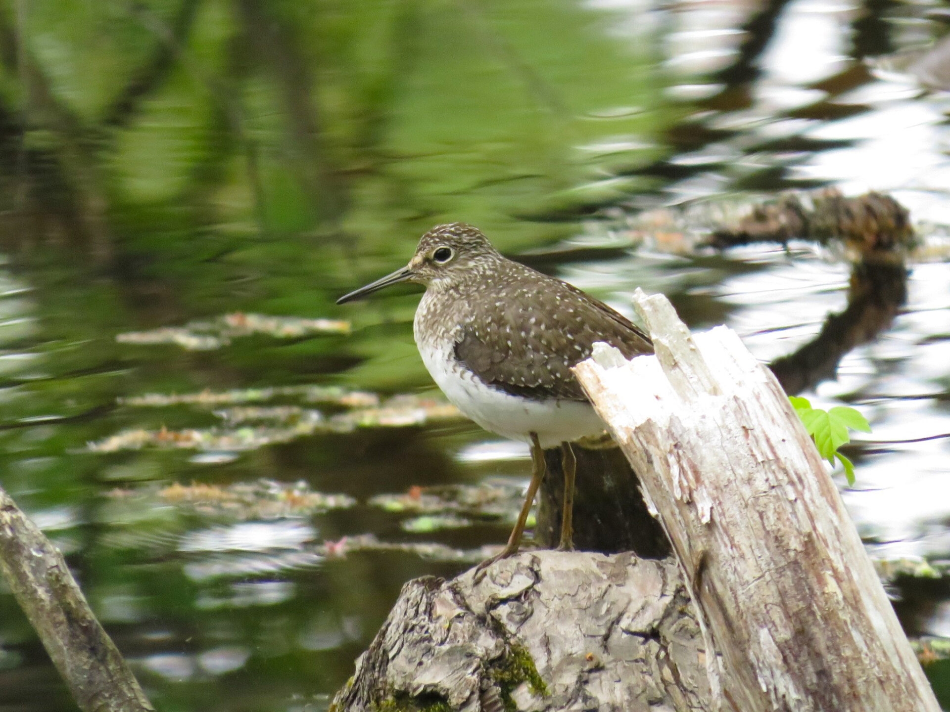 a brown bird with white spots and white belly with a long beak sitting on a log near a creek - A Solitary Sandpiper rests on a log near Crum Creek at Hildacy Preserve.
