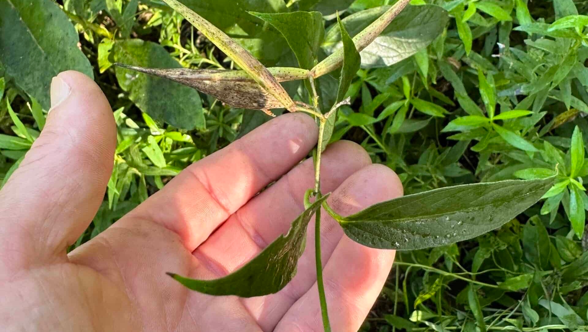 Invasive European swallow-wort vine being held in a hand