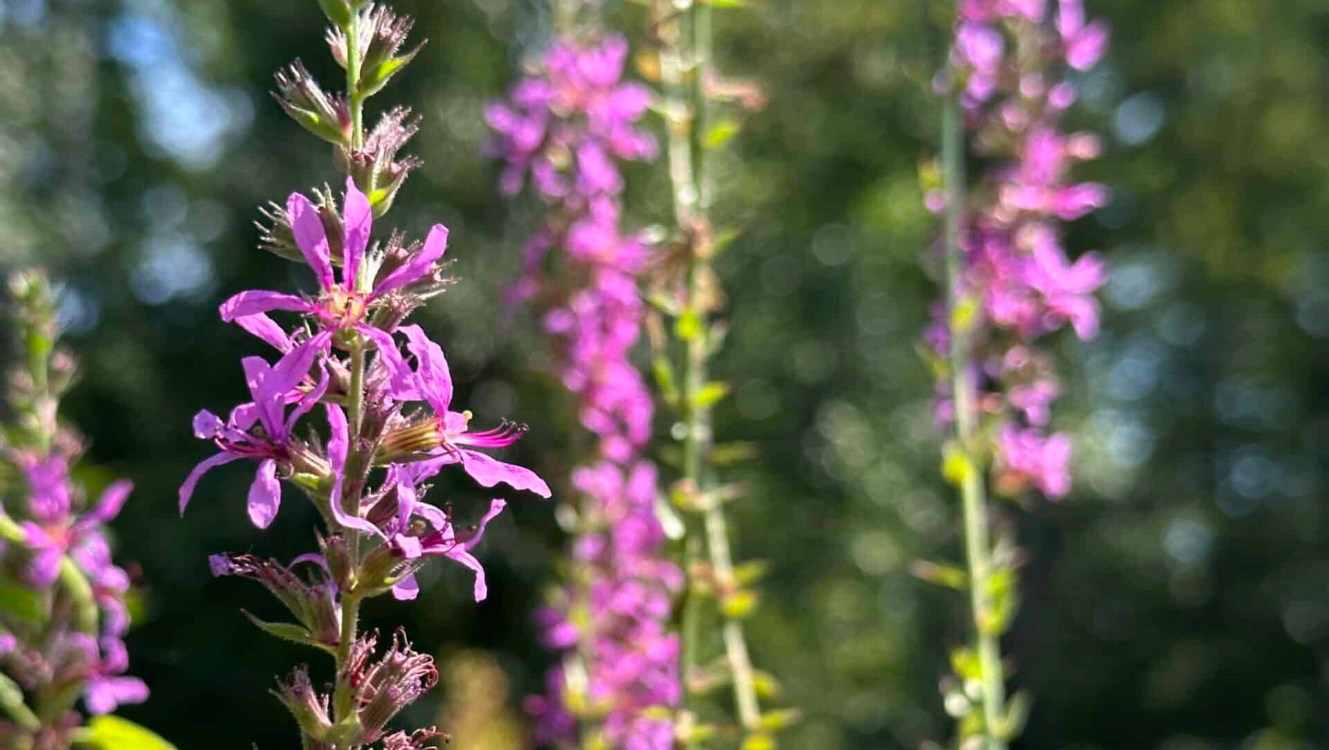 Close up of purple loosestrife flowers