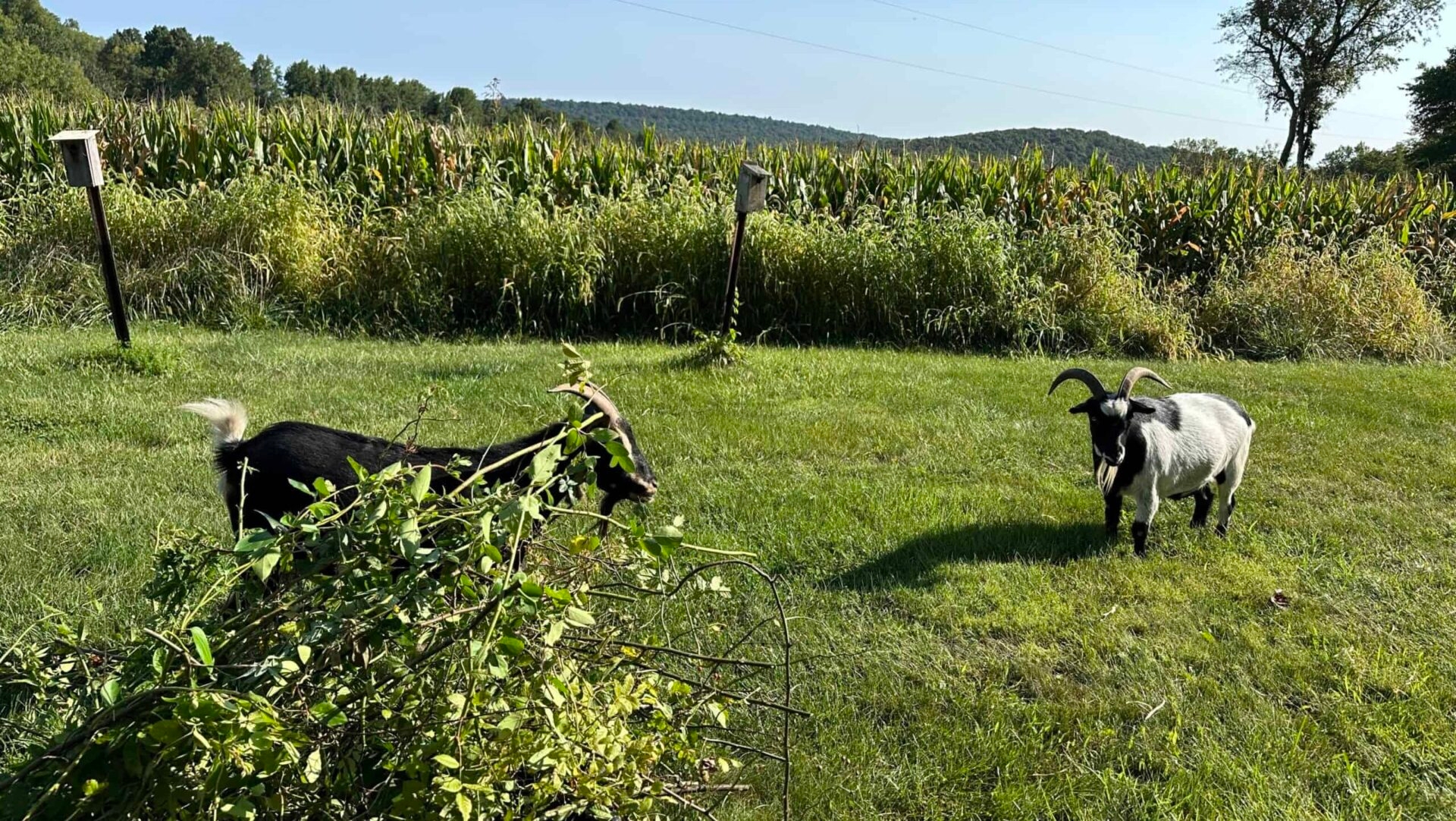 Goats in a green field browsing multiflora rose