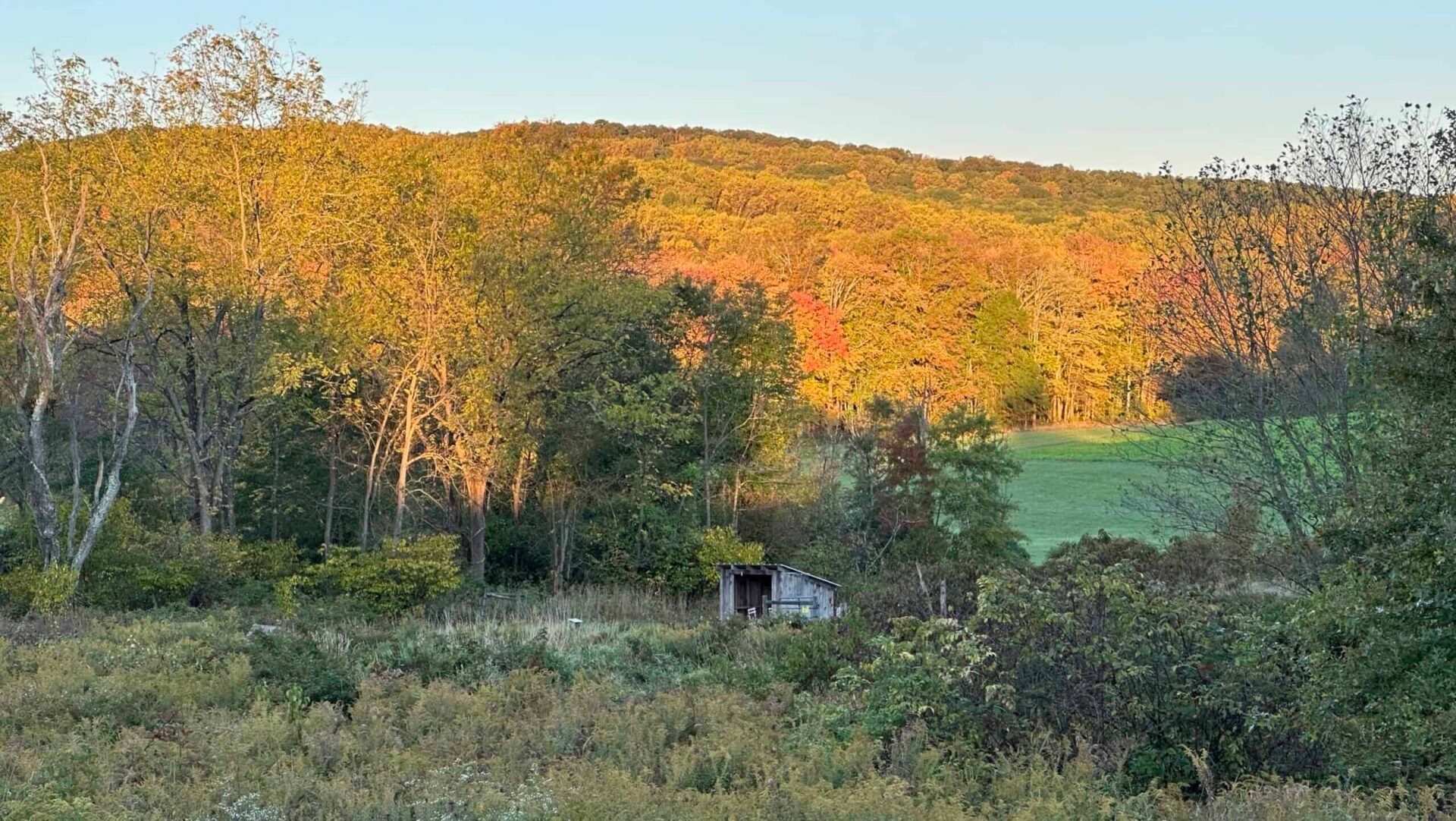 Beginnings of fall color in the trees on the hills behind an old shed.