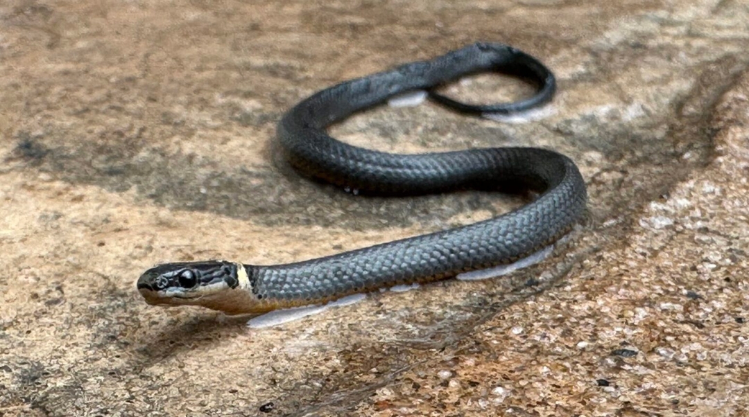 A ring-neck snake on stone.