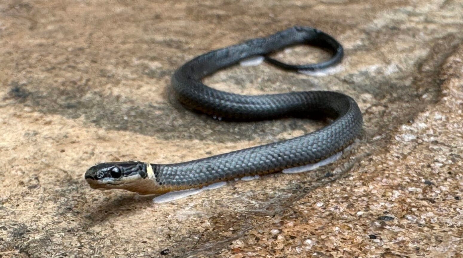 A ring-neck snake on stone.