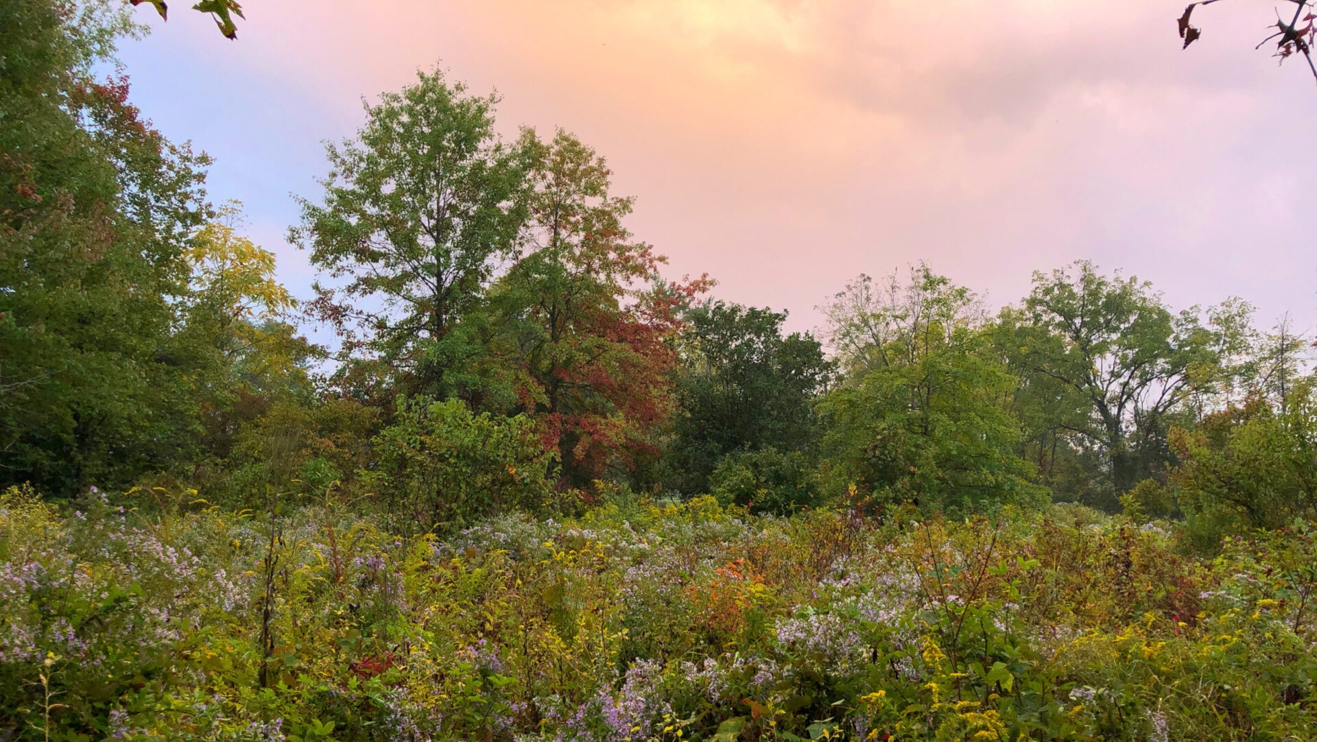 A wildflower meadow in bloom with a green forest behind it.