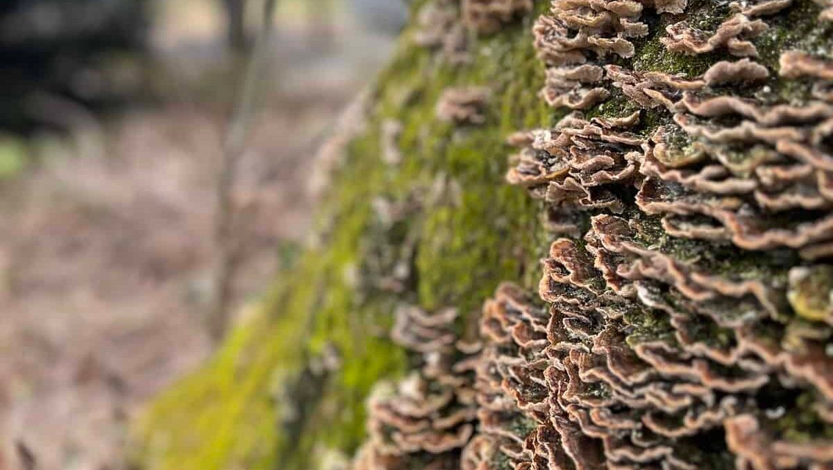 A up-close view of fungi growing on a tree.