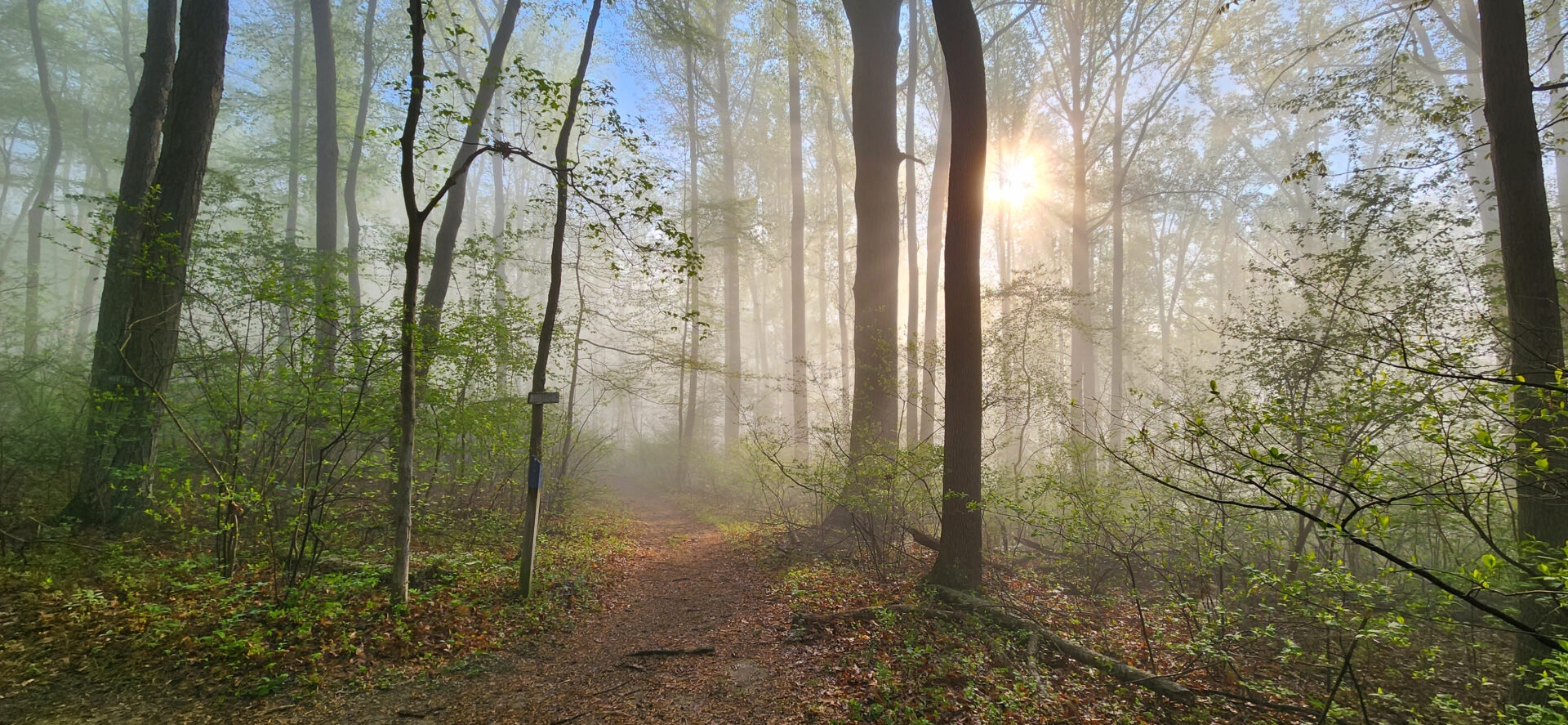 sun peaking through fog in a forest with a trail - A foggy sunrise in the forest in spring at Mariton Wildlife Sanctuary.
