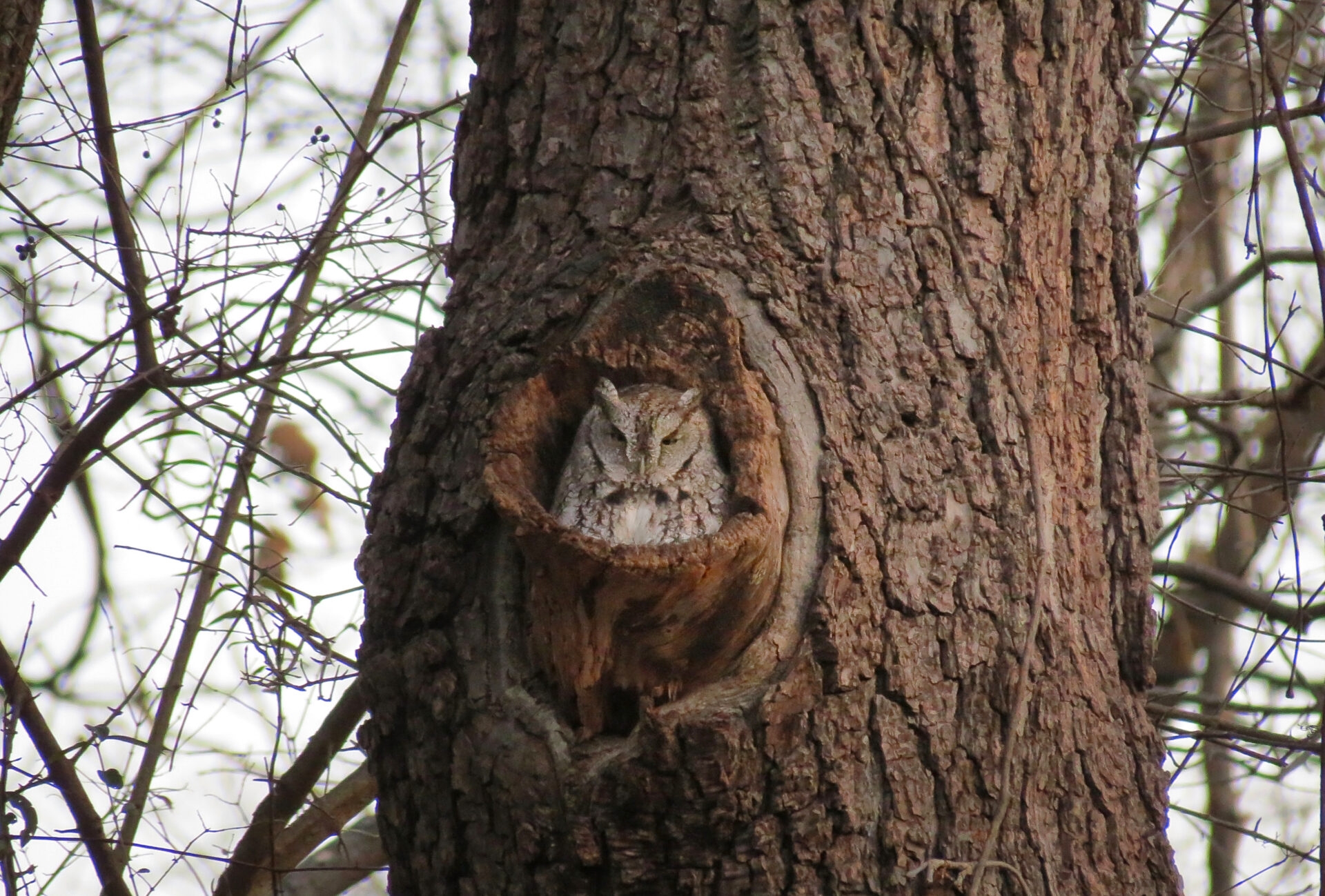 an owl napping ini the hole of a tree - An Eastern Screech Owl taking a nap in the hole of a tree at Mariton Wldlife Sanctuary in winter.
