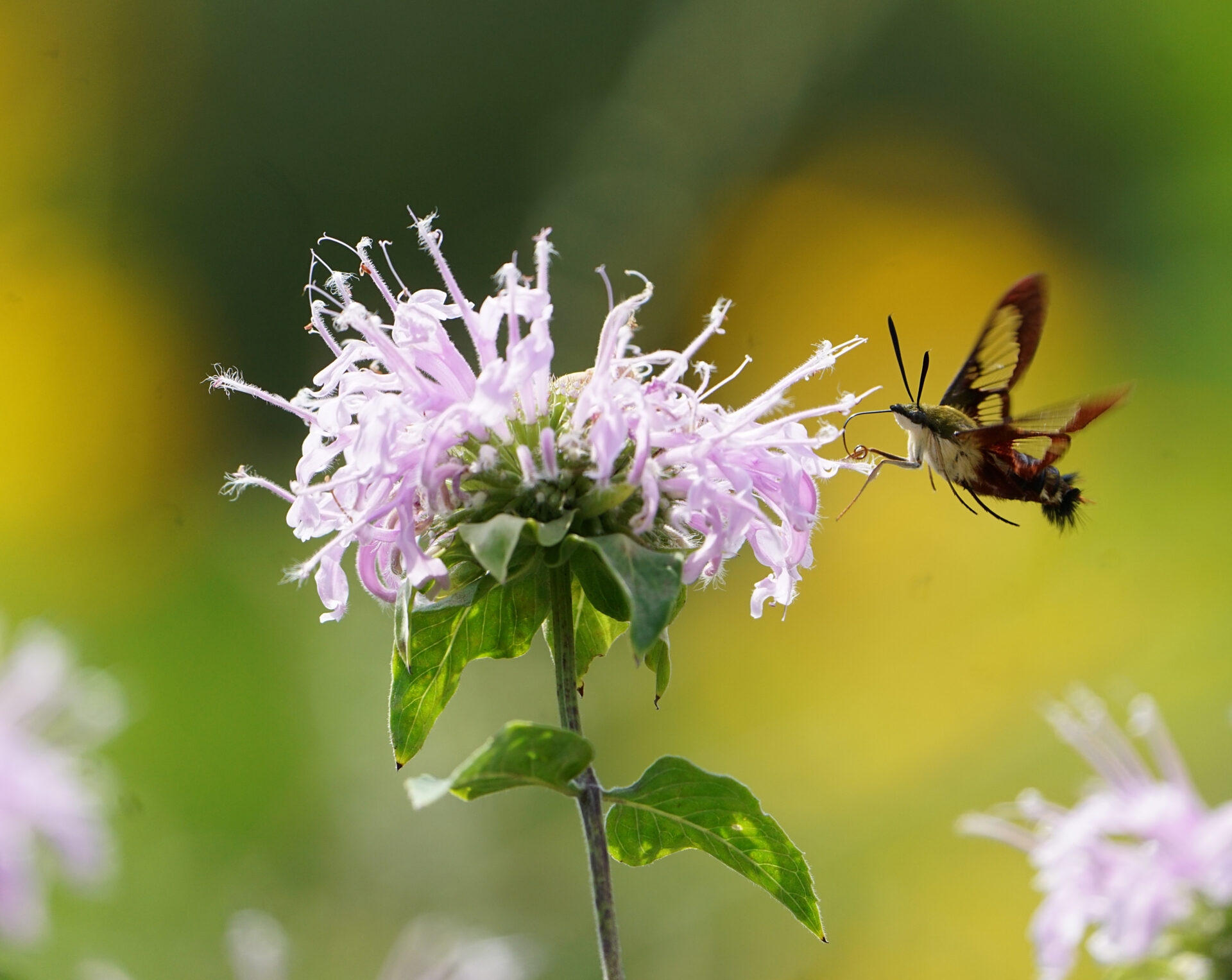 a moth that looks similar to a hummingbird and a light purple flower - A clearwing hummingbird moth approaching light purple bee balm flowers at Mariton Wildlife Sanctuary in summer.
