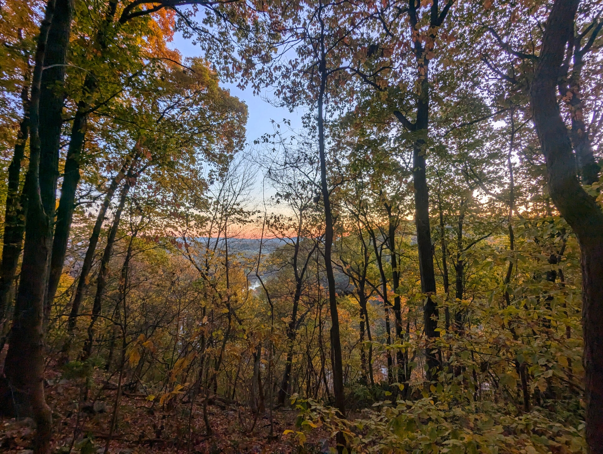 sunset viewed through trees with yellow leaves - A view of sunset through the trees at Mariton Wildlife Sanctuary in fall.
