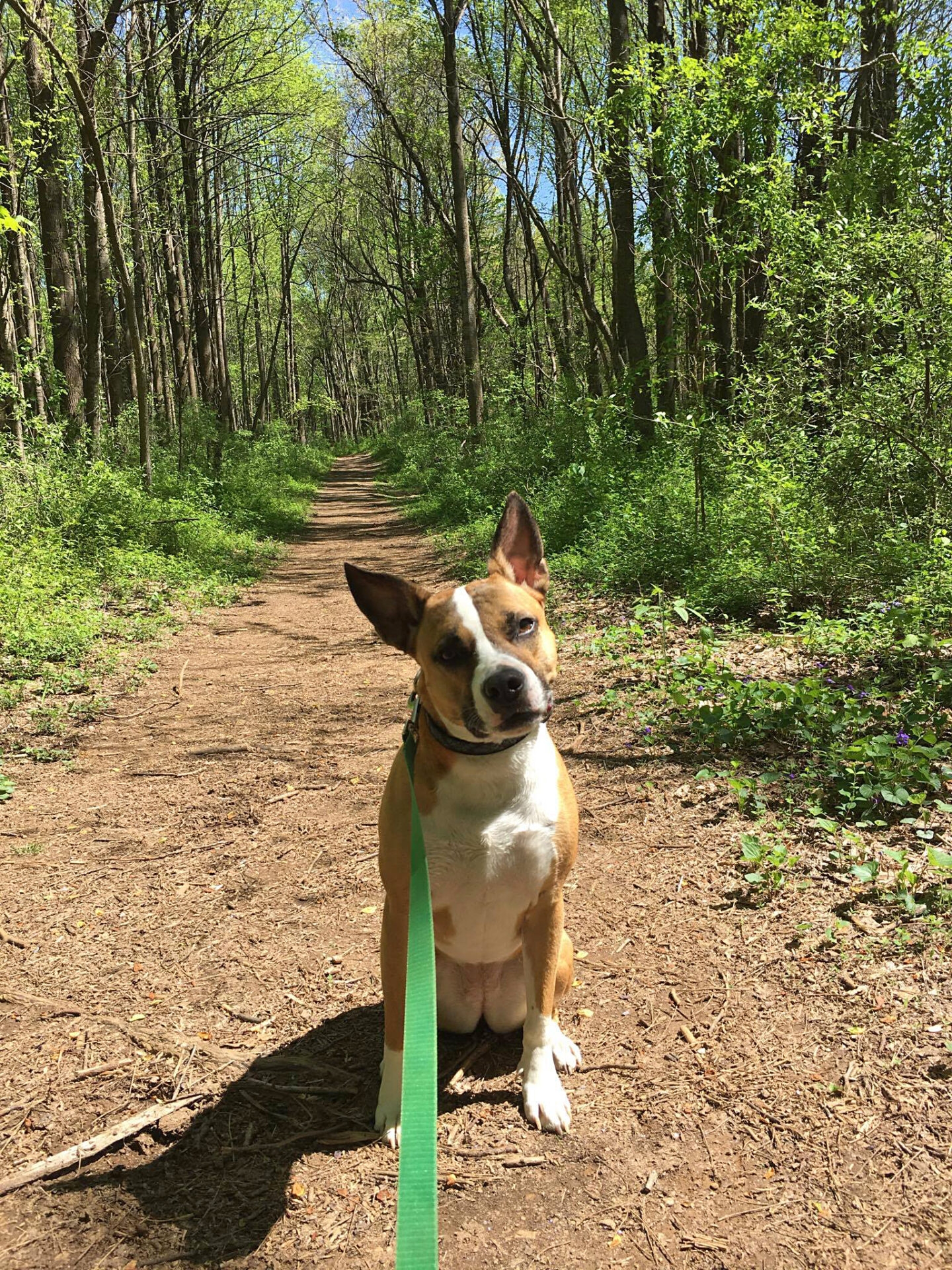 a leashed dog on a woodland trail looking inquisitively at the camera