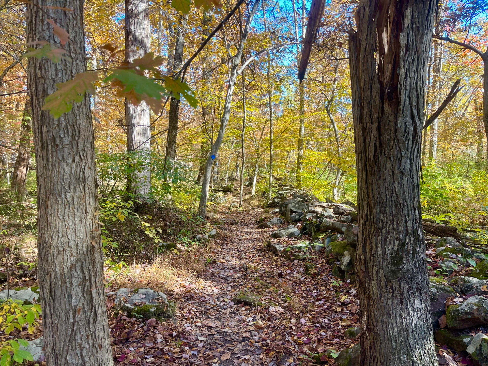 A trail with rocks leading through a forest of trees with yellow leaves - A trail with rocks leading through a forest of trees with yellow leaves at Meng Preserve in fall.
