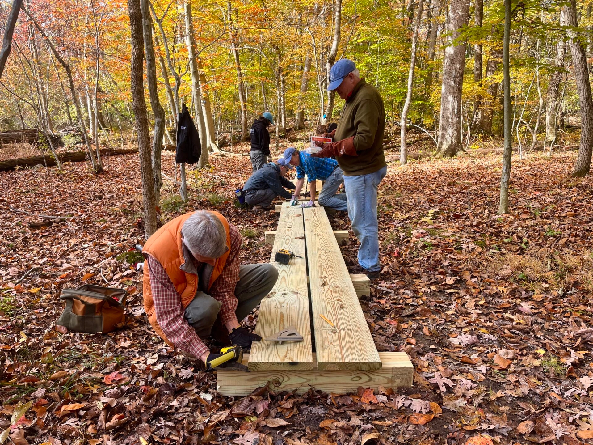 a group of people building a low wooden bridge in a forest with yellow leaves - Volunteers building a low, wooden bridge along a trail at Meng Preserve in fall.
