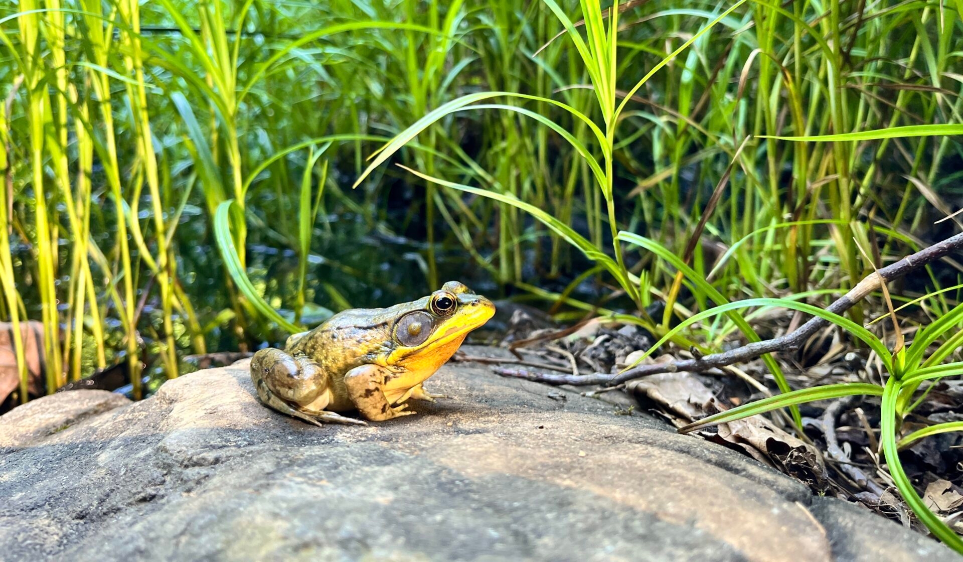 a yellow and brown frog with wide eyes sitting on a rock with green grass in background - A frog on a rock at Meng Preserve in spring.
