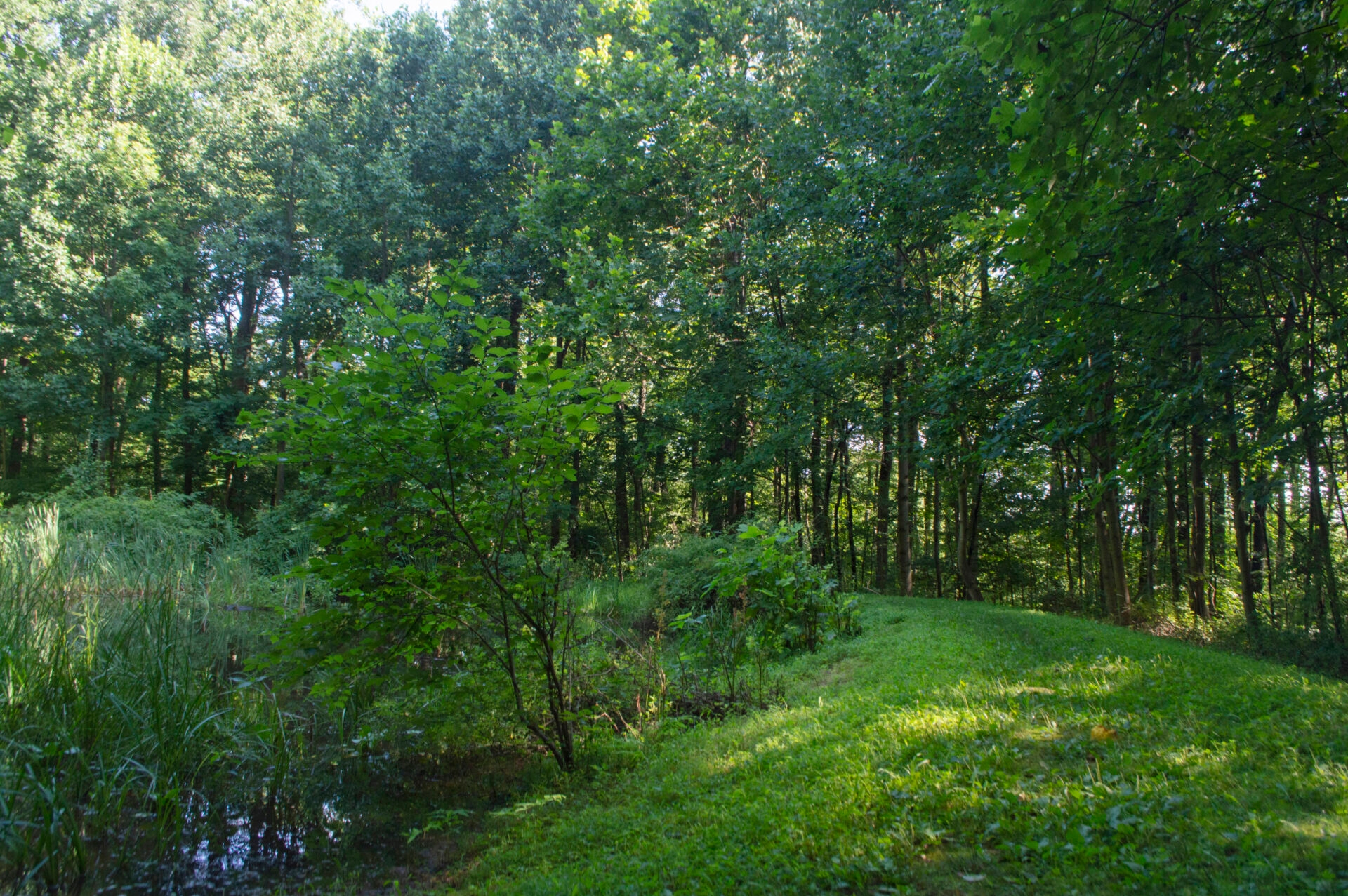 a grassy path with trees with green leaves on one side and a pond on the other - A trail along a pond at Meng Preserve in summer.
