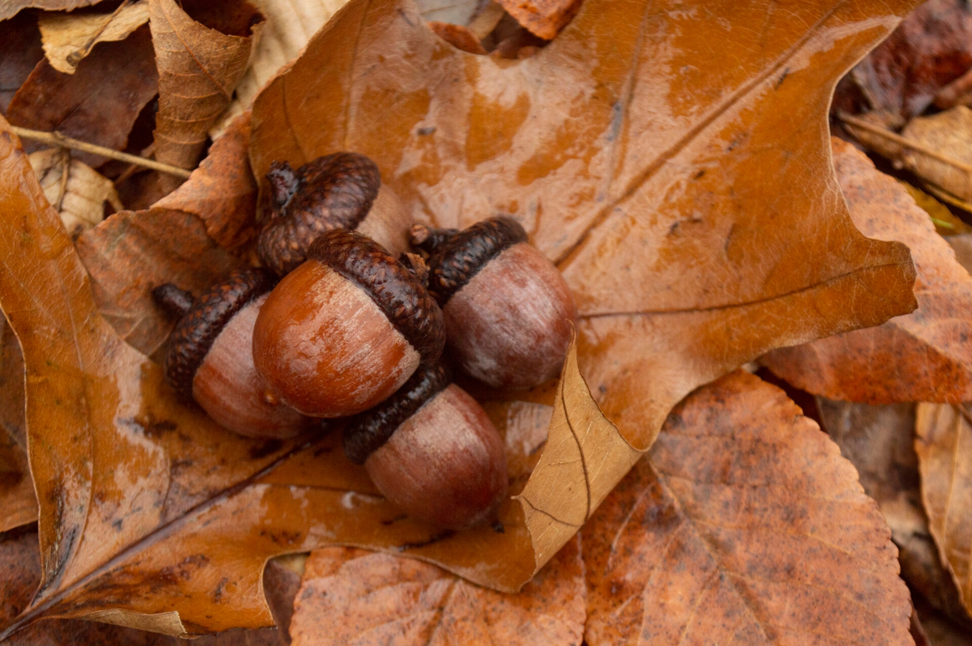 five acorns on a layer of brown leaves - A group of acorns on a layer of brown oak leaves in fall at Meng Preserve.
