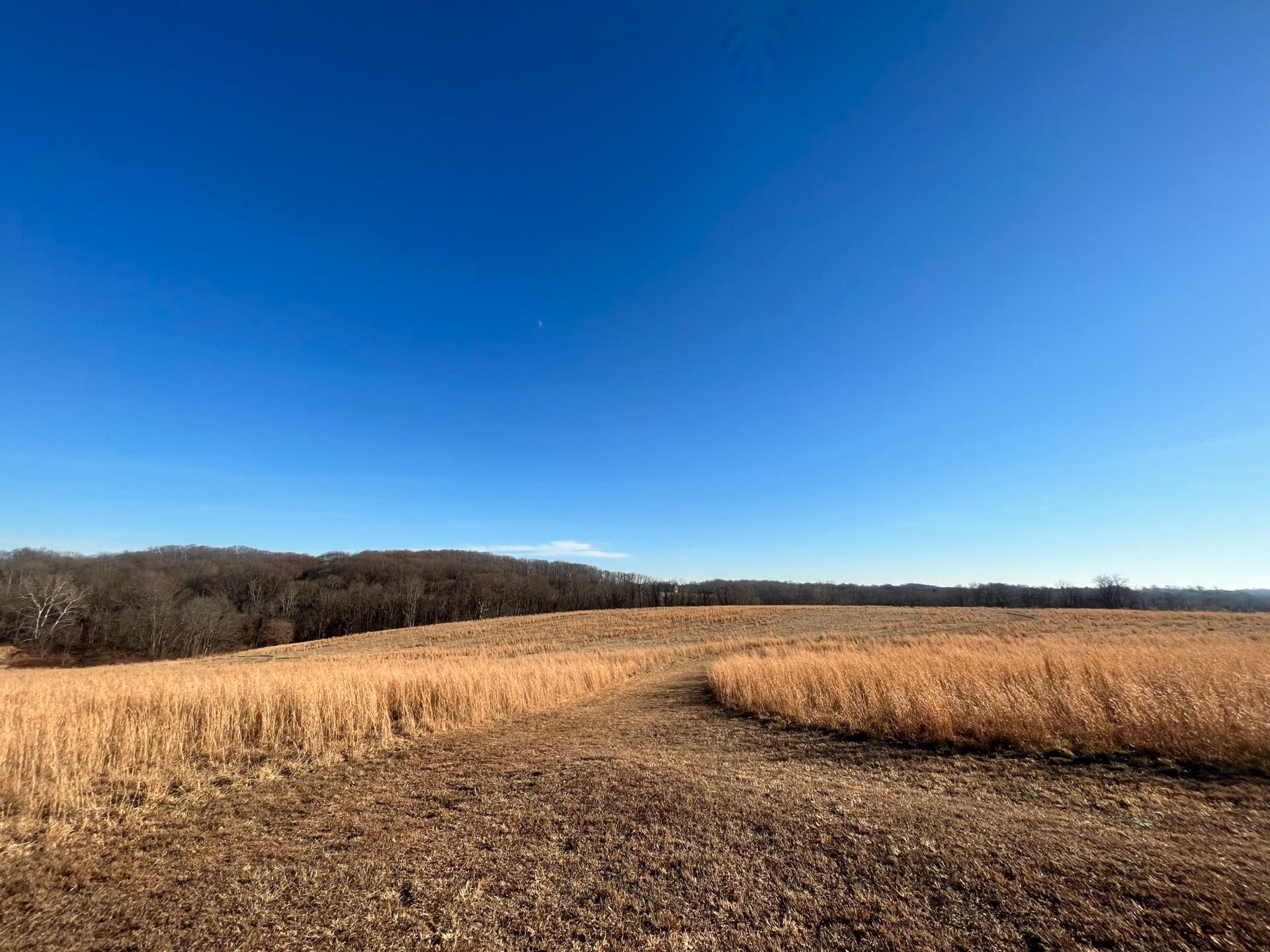 A trail leading through tall, brown grasses with a clear blue sky - A trail leading through tall, brown grasses and a clear, blue sky at Peacedale Preserve in winter. 
