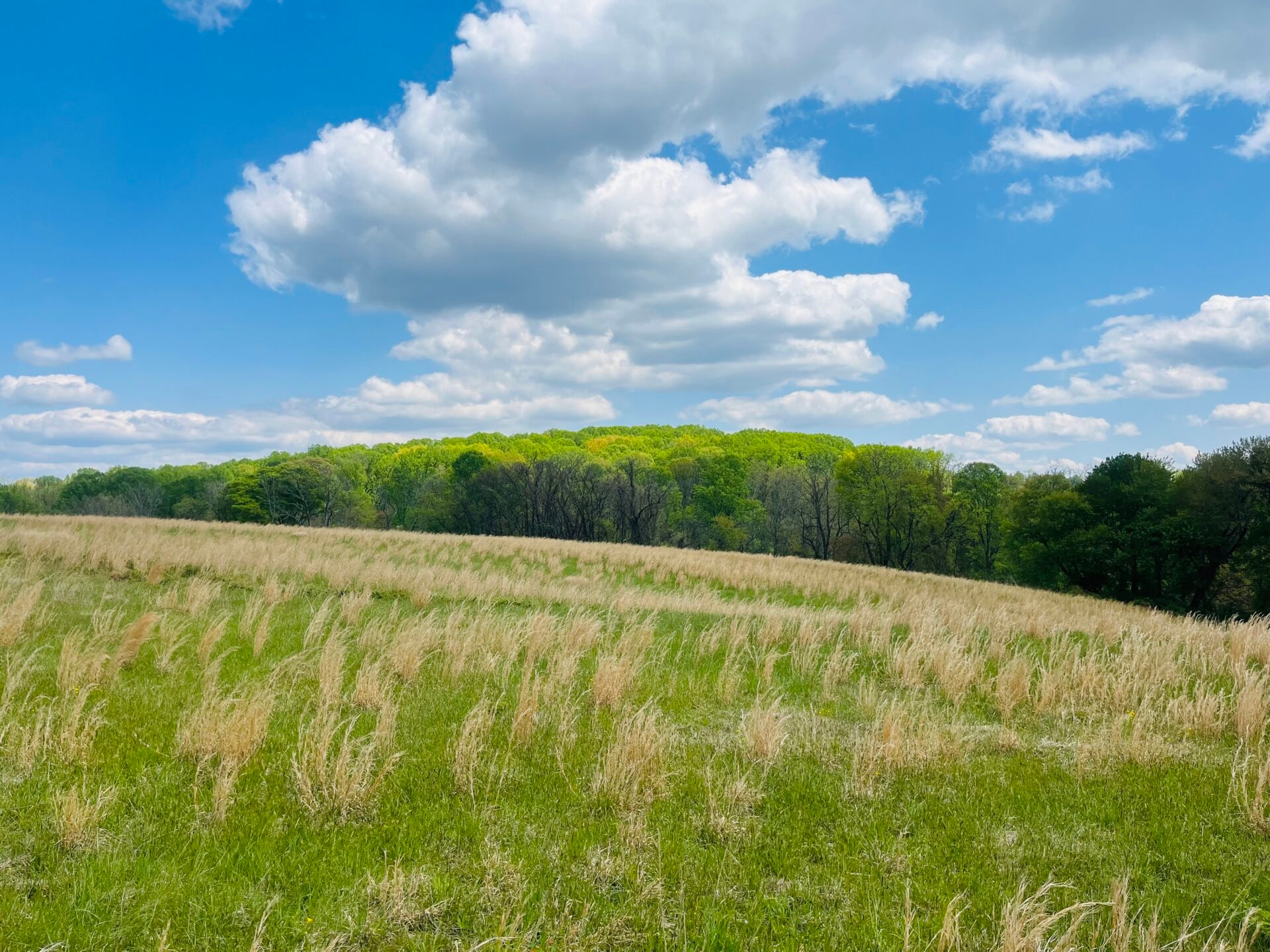 a vast field with green trees on the horizon and a bright, blue sky with fluffy clouds - A vast field with green trees on the horizon and a bright, blue sky with fluffy clouds at Peacedale Preserve in spring.
