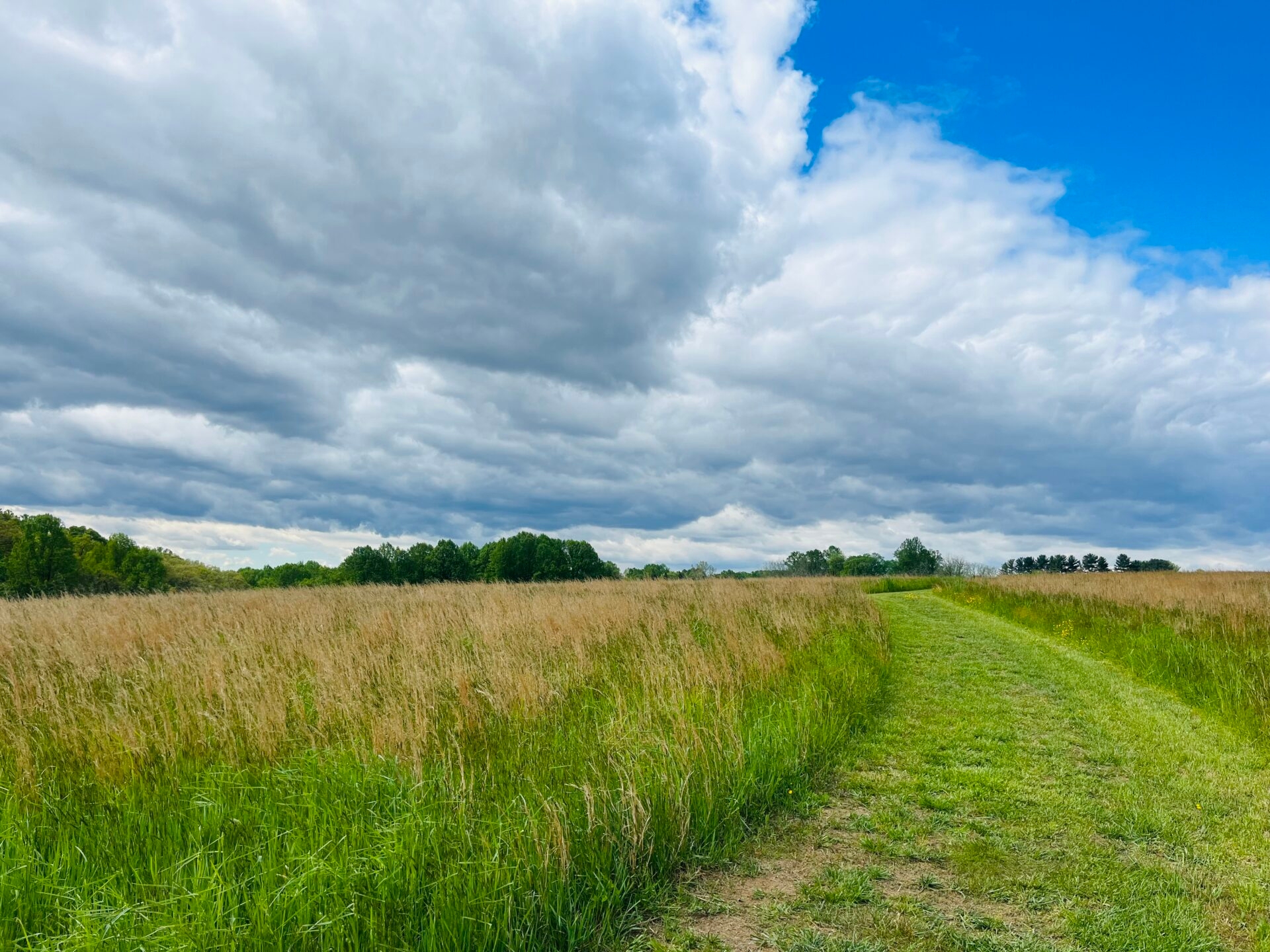 Photo by Jill Sabre
 - A mown path through a grassy field with fluffy clouds and a blue sky at Peacedale Preserve in spring.
