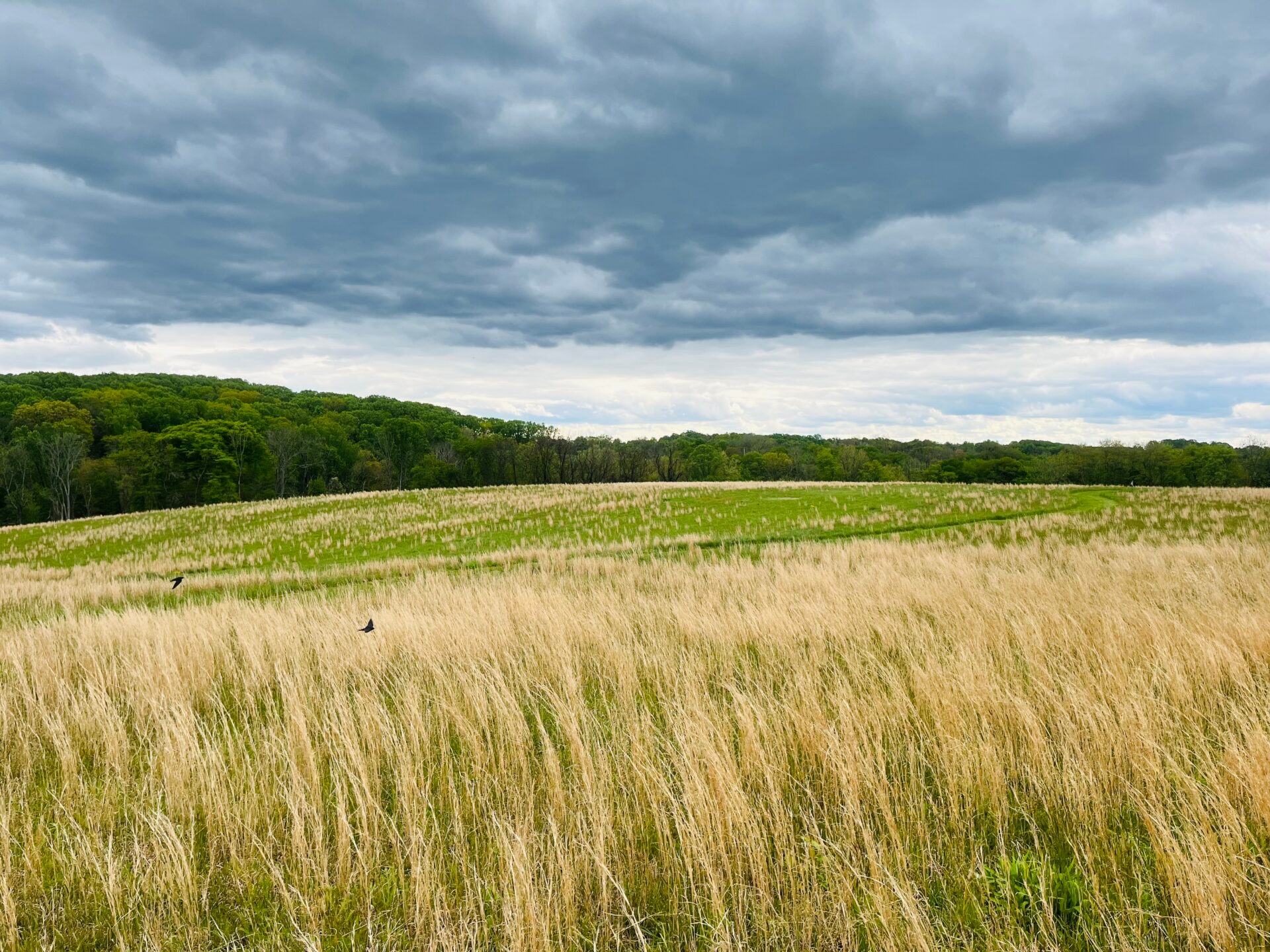 birds flying over a field of tall grasses with storm clouds overhead - Birds flying over a field at Peacedale Preserve in spring, with storm clouds overhead.
