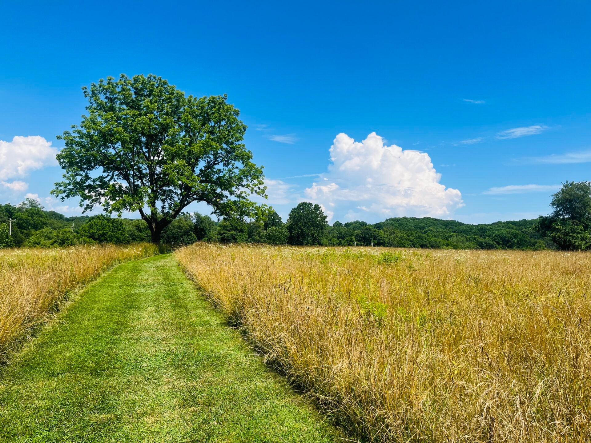 a mown grassy path through a field leading to a tree with a bright, blue sky