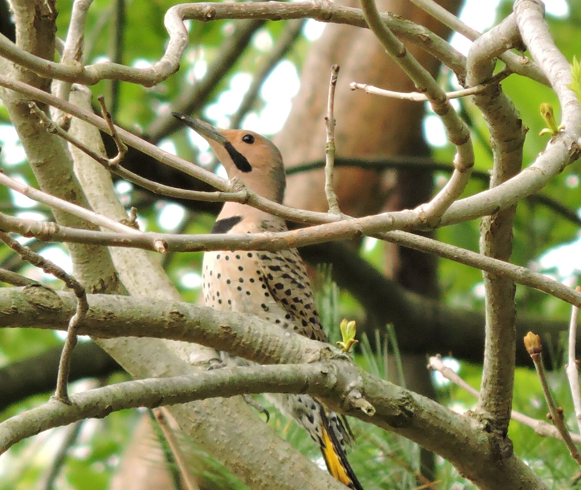 a light brown bird with black spots and yellow under the tail feathers in a tree - A Northern Flicker bird in the trees at Peacedale Preserve in spring.
