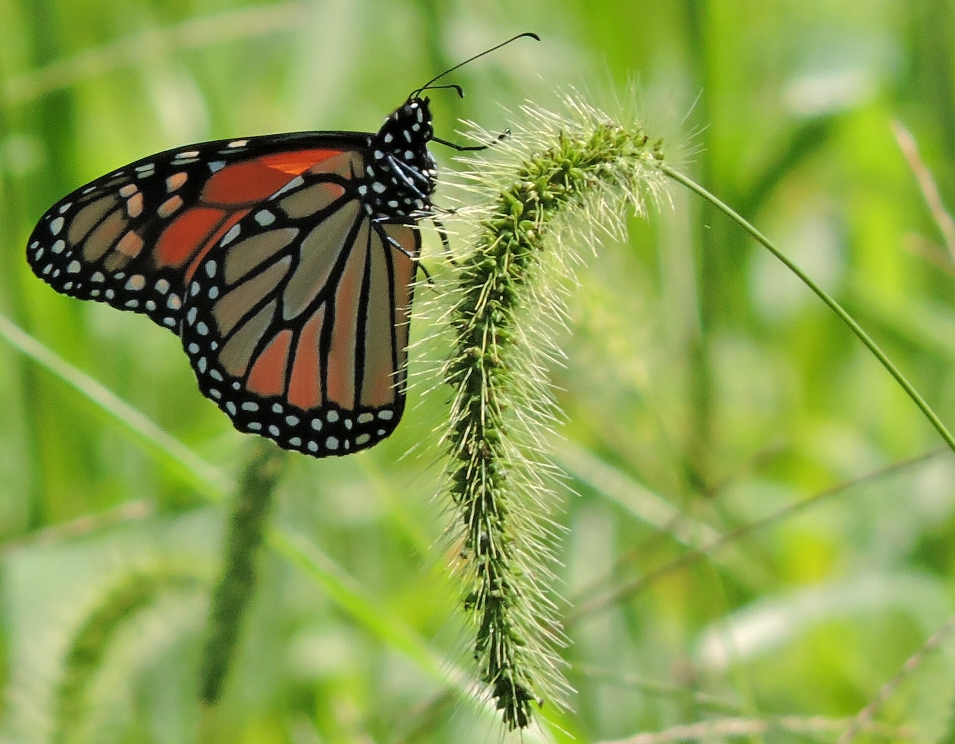 a close-up of an orange, black, and white monarch butterfly on green grass - A monarch butterfly perched on a grass at Peacedale Preserve in summer.
