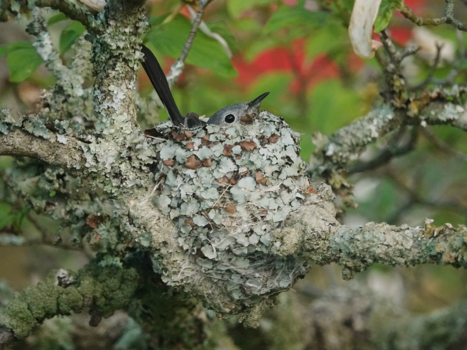 a lichen-covered nest with a gray bird - Blue-gray Gnatcatcher in its nest covered in lichen at Harold N. Peek Preserve in spring.
