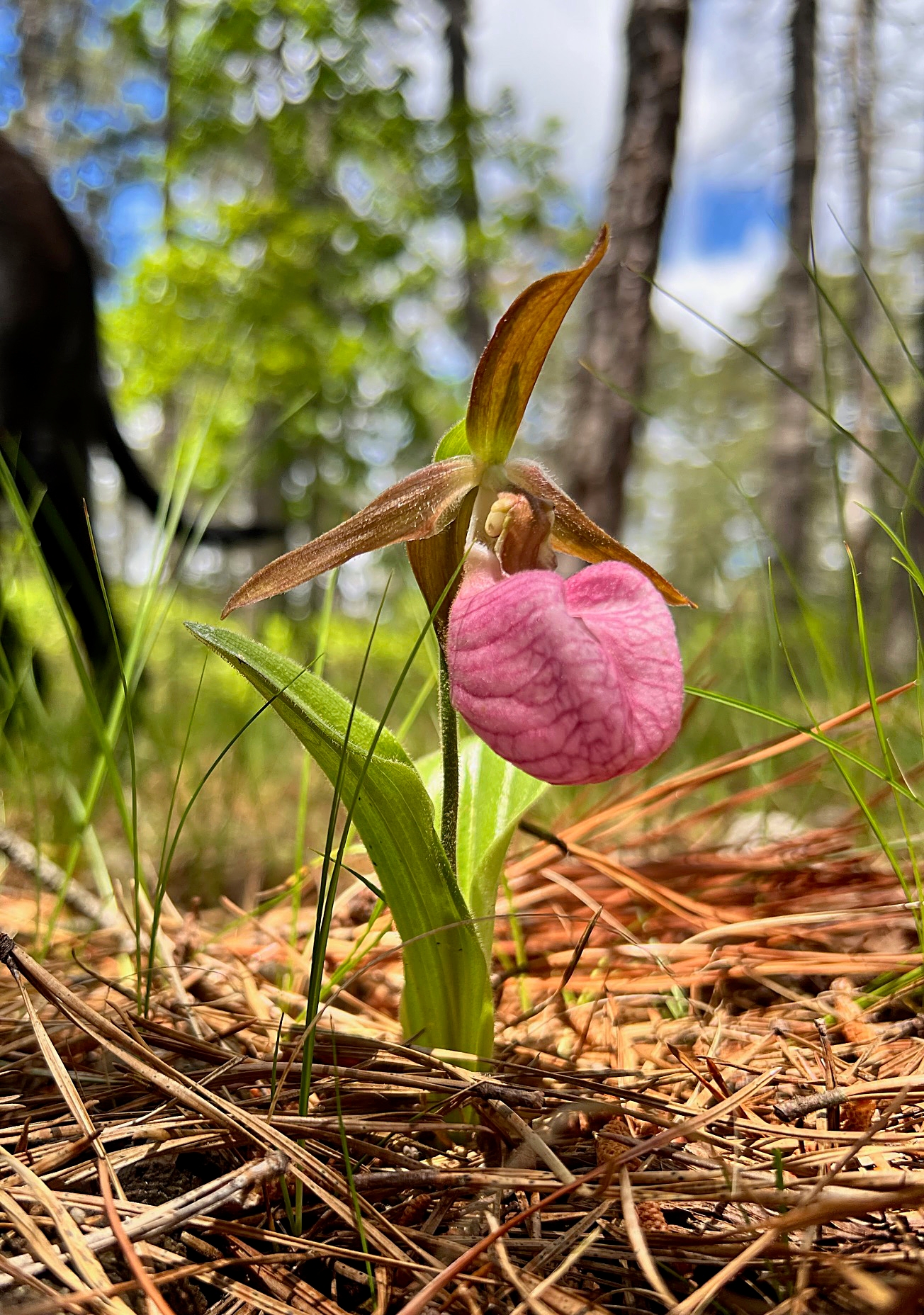 a unique-looking pink flower blooming low to the ground with pine needles - A native pink lady slipper orchid (Cypripedium acaule) blooming in spring at Harold N. Peek Preserve.
